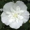Hibiscus Syriacus White Chiffon - Althéa Blanc Double -Promos Jardin Bulbes Magasin Hibiscus White Chiffon copyright 75441 1 2