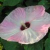 Hibiscus Moscheutos Fujin - Hibiscus Des Marais Nain -Promos Jardin Bulbes Magasin Hibiscus moscheutos Fujin 89522 1