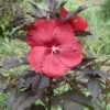 Hibiscus Moscheutos Geant Red - Hibiscus Des Marais En Pot De 1L/1,5L -Promos Jardin Bulbes Magasin Hibiscus moscheutos Geant Red Hibiscus des marais en pot de 1L15L IF 15637 1