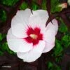 Hibiscus Moscheutos Joli Coeur - Hibiscus Des Marais -Promos Jardin Bulbes Magasin Hibiscus moscheutos Joli Coeur 100636 1