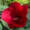 Hibiscus Moscheutos Midnight Marvel - Hibiscus Des Marais -Promos Jardin Bulbes Magasin Hibiscus moscheutos Midnight Marvel Hibiscus des marais copyright 150581 1