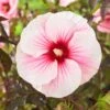 Hibiscus Moscheutos Pink Candy - Hibiscus Des Marais -Promos Jardin Bulbes Magasin Hibiscus moscheutos Pink Candy 100637 1