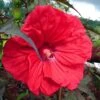 Hibiscus Moscheutos Red Wine - Hibiscus Des Marais -Promos Jardin Bulbes Magasin Hibiscus moscheutos Red Wine 100639 1