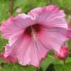 Hibiscus Moscheutos Sweet Caroline - Hibiscus Des Marais -Promos Jardin Bulbes Magasin Hibiscus moscheutos Sweet Caroline 83350 1