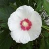 Hibiscus Paramutabilis -Promos Jardin Bulbes Magasin Hibiscus paramutabilis 84094 1
