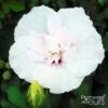 Hibiscus Syriacus China Chiffon - Althéa Blanc -Promos Jardin Bulbes Magasin Hibiscus syriacus China Chiffon 100641 1