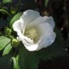 Hibiscus Syriacus Diana - Althéa Blanc -Promos Jardin Bulbes Magasin Hibiscus syriacus Diana 88712 1