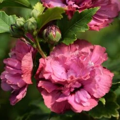 Hibiscus Syriacus Duc De Brabant - Althéa Double Rouge