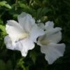 Hibiscus Syriacus Eléonore - Althéa Simple, Blanc Pur -Promos Jardin Bulbes Magasin Hibiscus syriacus Eleonore 82325 1