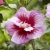 Hibiscus Syriacus Flower Tower Purple - Althea Rose à Coeur Rouge -Promos Jardin Bulbes Magasin Hibiscus syriacus Flower Tower Purple Gandini Santiago Althea rose a coeur rouge copyright 17190 1