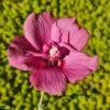 Hibiscus Syriacus Flower Tower Ruby - Althea -Promos Jardin Bulbes Magasin Hibiscus syriacus Flower Tower Ruby Althea rose rouge fonce copyright 179010 1
