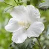 Hibiscus Syriacus Flower Tower White - Althea Blanc -Promos Jardin Bulbes Magasin Hibiscus syriacus Flower Tower White Gandini van Aart Althea blanc copyright 17191 1