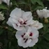 Hibiscus Syriacus Lady Stanley - Althéa Semi-double Bicolore 1 Hibiscus Syriacus Lady Stanley - Althéa Semi-double Bicolore -Promos Jardin Bulbes Magasin Hibiscus syriacus Lady Stanley 81337 1