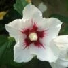 Hibiscus Syriacus Red Heart - Mauve En Arbre -Promos Jardin Bulbes Magasin Hibiscus syriacus Red Heart 1001182 1 1