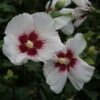Hibiscus Syriacus Shintaeyang - Althéa Blanc à Coeur Rouge Cerise -Promos Jardin Bulbes Magasin Hibiscus syriacus Shintaeyang 81338 1