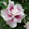 Hibiscus Syriacus Starburst Chiffon - Althéa -Promos Jardin Bulbes Magasin Hibiscus syriacus Starburst Chiffon Althea copyright 837381 3