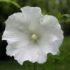 Hibiscus Syriacus Totus Albus - Althéa Blanc Pur. -Promos Jardin Bulbes Magasin Hibiscus syriacus Totus Albus 84095 1