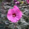 Hibiscus Moscheutos Summerific Berry Awesome - Hibiscus Des Marais -Promos Jardin Bulbes Magasin Hibiscus x Summerific Berry Awesome Hibiscus des marais copyright 16256 1