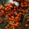 Hippophae Rhamnoides Friesdorfer Orange - Argousier -Promos Jardin Bulbes Magasin Hippophae rhamnoides Friesdorfer Orange 82925 1