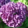 Hortensia - Hydrangea Macrophylla Hovaria Hobergine 1 Hortensia - Hydrangea Macrophylla Hovaria Hobergine -Promos Jardin Bulbes Magasin Hortensia Hobergine 67795 1