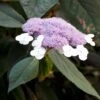 Hortensia - Hydrangea Aspera Villosa Velvet & Lace -Promos Jardin Bulbes Magasin Hortensia Hydrangea aspera villosa Velvet Lace copyright 18044 1