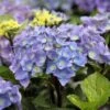 Hortensia - Hydrangea Macrophylla Black Steel Purple -Promos Jardin Bulbes Magasin Hortensia Hydrangea macrophylla Black Steel Purple IF 17907 1