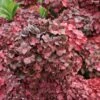 Hortensia - Hydrangea Macrophylla Chocolate Ever Belles Hokomachoko 1 Hortensia - Hydrangea Macrophylla Chocolate Ever Belles Hokomachoko -Promos Jardin Bulbes Magasin Hortensia Hydrangea macrophylla Chocolate Ever Belles Hokomachoko copyright 183791 1