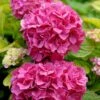 Hortensia - Hydrangea Macrophylla Pink Pop -Promos Jardin Bulbes Magasin Hortensia Hydrangea macrophylla Pink Pop Music Collection copyright 183421 1