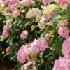 Hortensia - Hydrangea Macrophylla Soft Pink Salsa -Promos Jardin Bulbes Magasin Hortensia Hydrangea macrophylla Soft Pink Salsa Music Collection copyright 183431 1