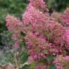 Hortensia - Hydrangea Paniculata Pink Diamond -Promos Jardin Bulbes Magasin Hortensia Hydrangea paniculata Pink Diamond copyright 678531 1