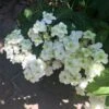 Hortensia - Hydrangea Serrata White On White -Promos Jardin Bulbes Magasin Hortensia Hydrangea serrata White on White IF 182991 1