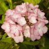 Hortensia - Hydrangea Macrophylla Sabrina -Promos Jardin Bulbes Magasin Hortensia Sabrina 67872 1
