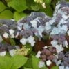 Hortensia - Hydrangea Serrata Shojo -Promos Jardin Bulbes Magasin Hortensia Shojo 67827 1