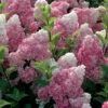 Hydrangea Paniculata Vanille Fraise - Hortensia Paniculé -Promos Jardin Bulbes Magasin Hortensia Vanille Fraise Pot de C10L 82017 1