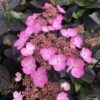 Hortensia Hybride - Hydrangea Daredevil -Promos Jardin Bulbes Magasin Hortensia hybride hydrangea daredevil copyright 15070 1