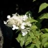 Hortensia - Hydrangea Paniculata White Moth -Promos Jardin Bulbes Magasin Hortensia paniculata White Moth 67816 1