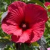 Hibiscus Moscheutos Rouge -Promos Jardin Bulbes Magasin Hubiscus moschetos rouge copyright 846041 1