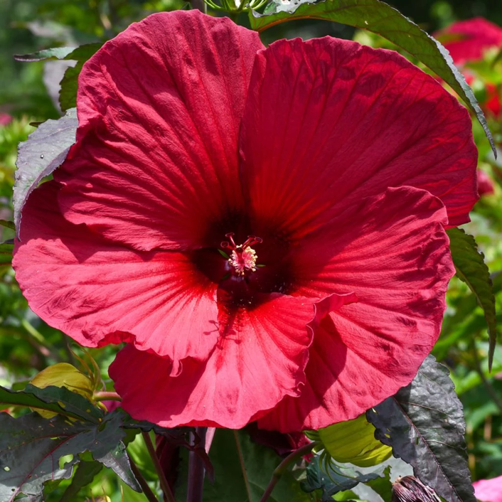 Hibiscus Moscheutos Rouge 3 Hibiscus Moscheutos Rouge