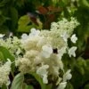Hydrangea Paniculata Kyushu - Hortensia Paniculé -Promos Jardin Bulbes Magasin Hydragea paniculata Kyushu 7865 1 1