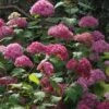 Hortensia Arborescens Bella Anna -Promos Jardin Bulbes Magasin Hydrangea Bella Anna 67833 2