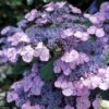 Hortensia - Hydrangea Serrata Vicomte De Kerlot -Promos Jardin Bulbes Magasin Hydrangea Vicomte de Kerlot IF 16670 1