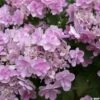 Hortensia - Hydrangea Macrophylla You And Me Forever -Promos Jardin Bulbes Magasin Hydrangea You Me Forever 78224 1