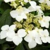Hortensia - Hydrangea Angustipetala Golden Crane -Promos Jardin Bulbes Magasin Hydrangea angustipetala Golden Crane 86462 1