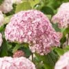 Hortensia Arborescens Candybelle® Bubblegum -Promos Jardin Bulbes Magasin Hydrangea arborescens Candybelle Bubblegum 89524 1