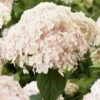 Hortensia Arborescens Candybelle Marshmallow -Promos Jardin Bulbes Magasin Hydrangea arborescens Candybelle Marshmallow 89525 1
