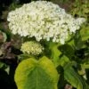 Hortensia Arborescens Golden Annabelle -Promos Jardin Bulbes Magasin Hydrangea arborescens Golden Annabelle 86250 1