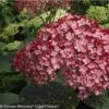 Hortensia Arborescens Ruby Annabelle -Promos Jardin Bulbes Magasin Hydrangea arborescens Invincibelle Ruby 83730 1