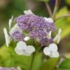 Hortensia - Hydrangea Aspera Goldrush -Promos Jardin Bulbes Magasin Hydrangea aspera sarg Goldrush 85794 1