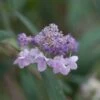 Hortensia - Hydrangea Involucrata -Promos Jardin Bulbes Magasin Hydrangea involucrata 85492 1 1