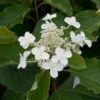 Hydrangea Paniculata Levana - Hortensia Paniculé -Promos Jardin Bulbes Magasin Hydrangea levana 7423 1 1